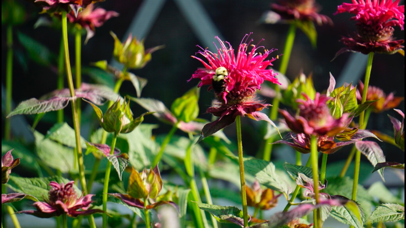 Female-Two-Spotted-Bumblebee-on-Monarda-Didyma