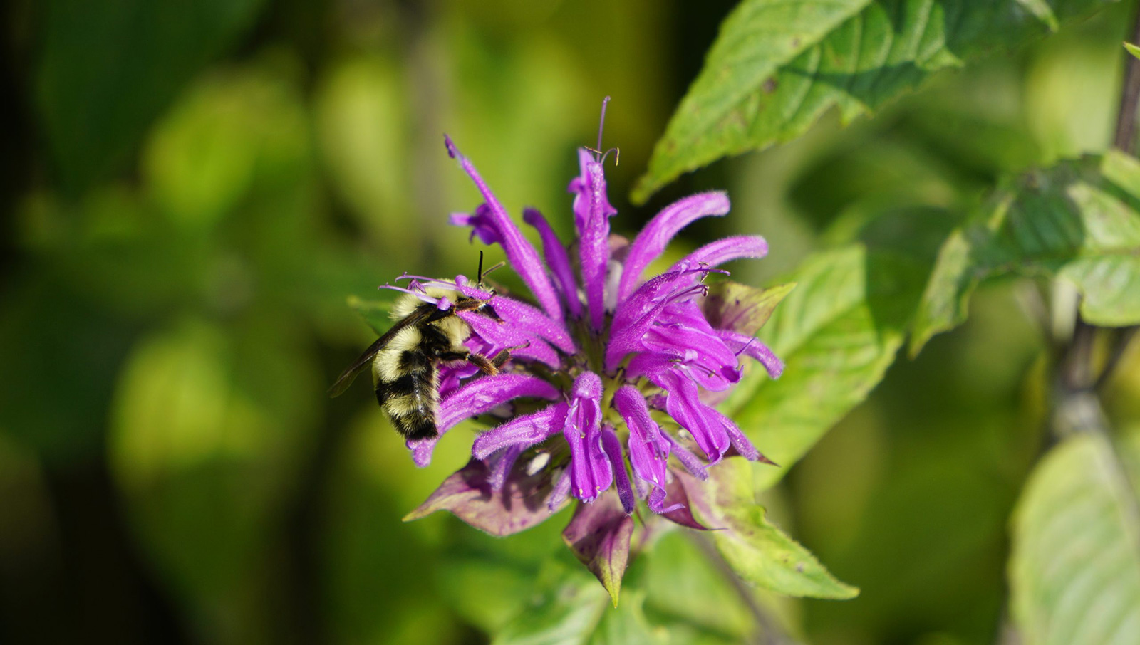 Male-Two-Spotted-Bumblebee-on-Bee-Balm-scaled