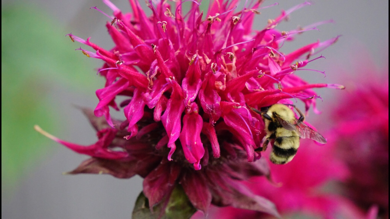 Male-Two-Spotted-Bumblebee-on-Monarda-Didyma