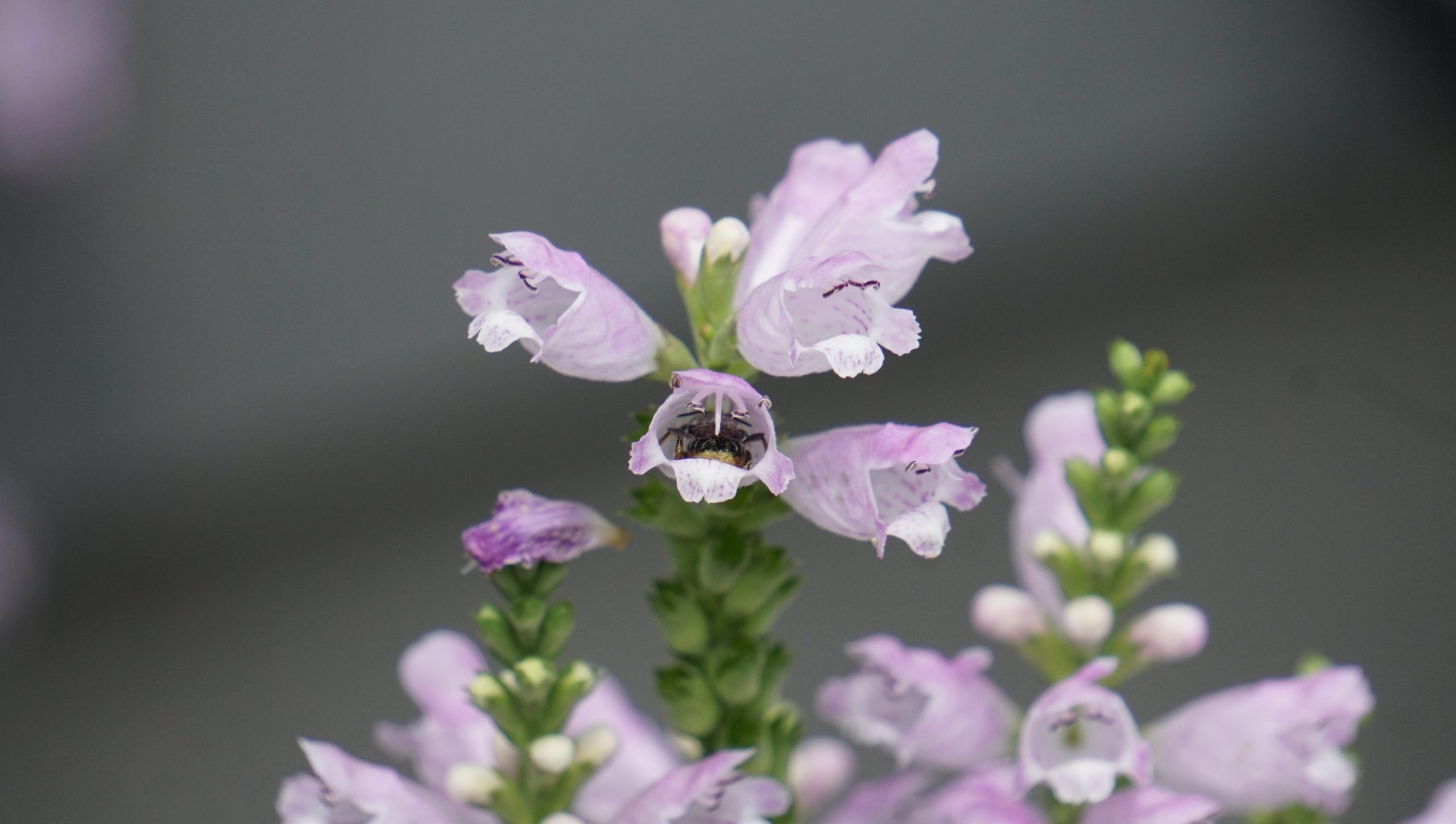 Leaf Cutter Bee inside Obedient Plant