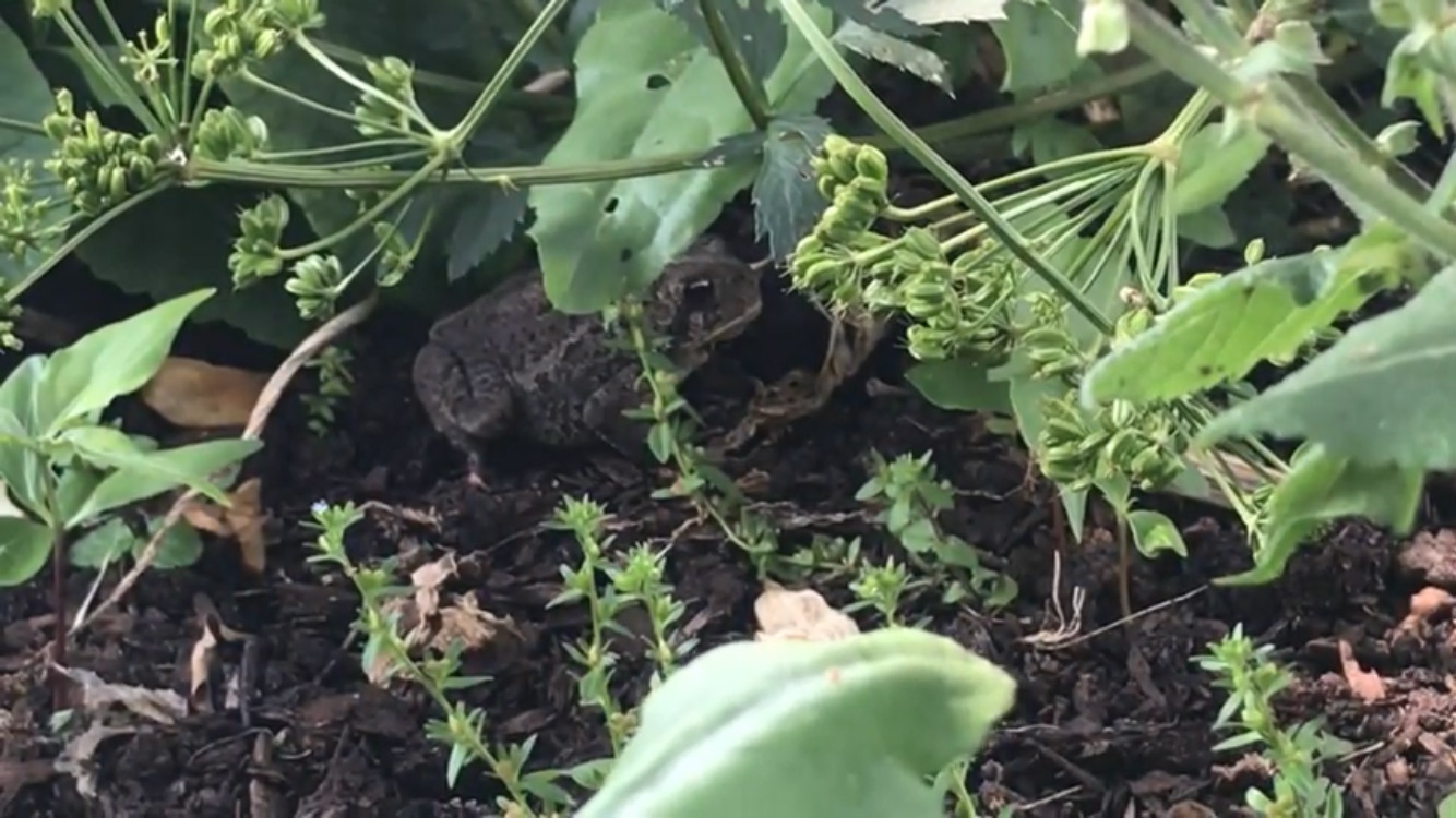 TOAD IN POLLINATOR GARDEN