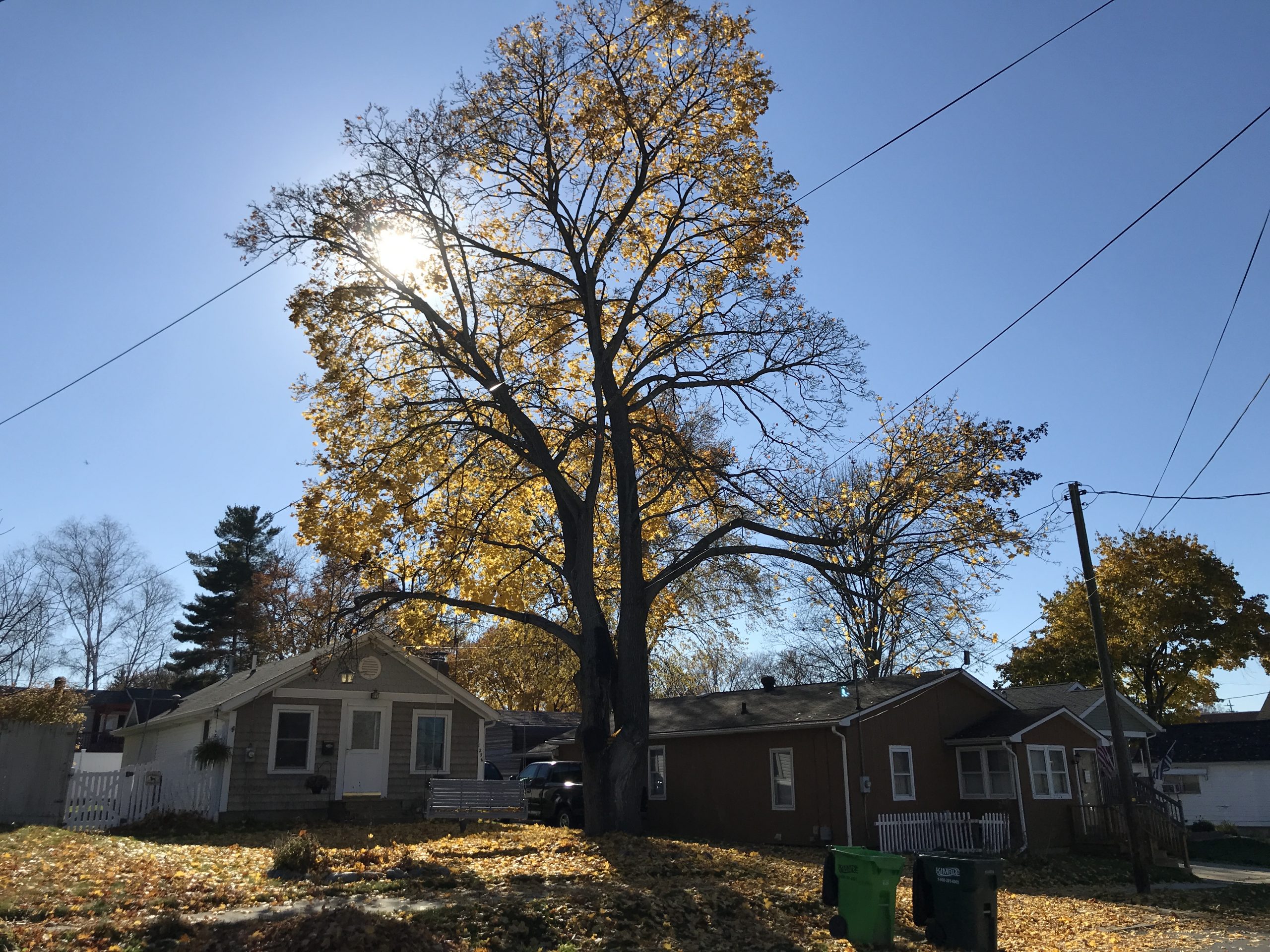 Invasive Norway Maple