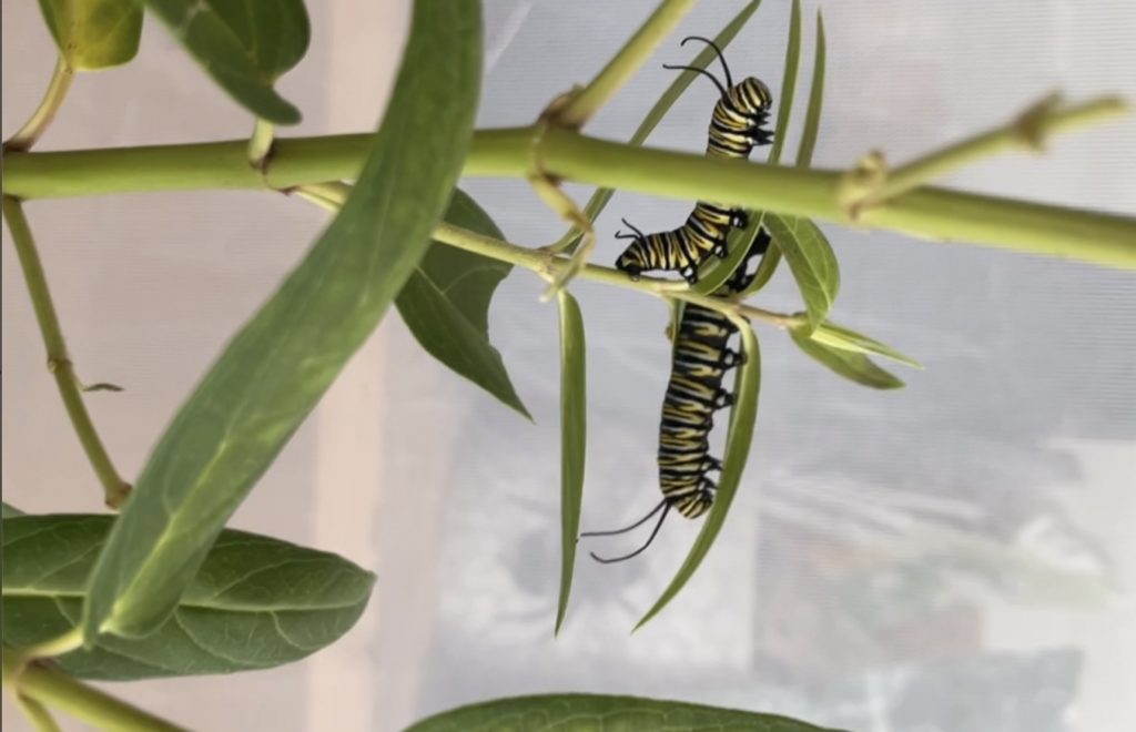 Monarch-caterpillers-on-host-plant-in-ohio-1024x660