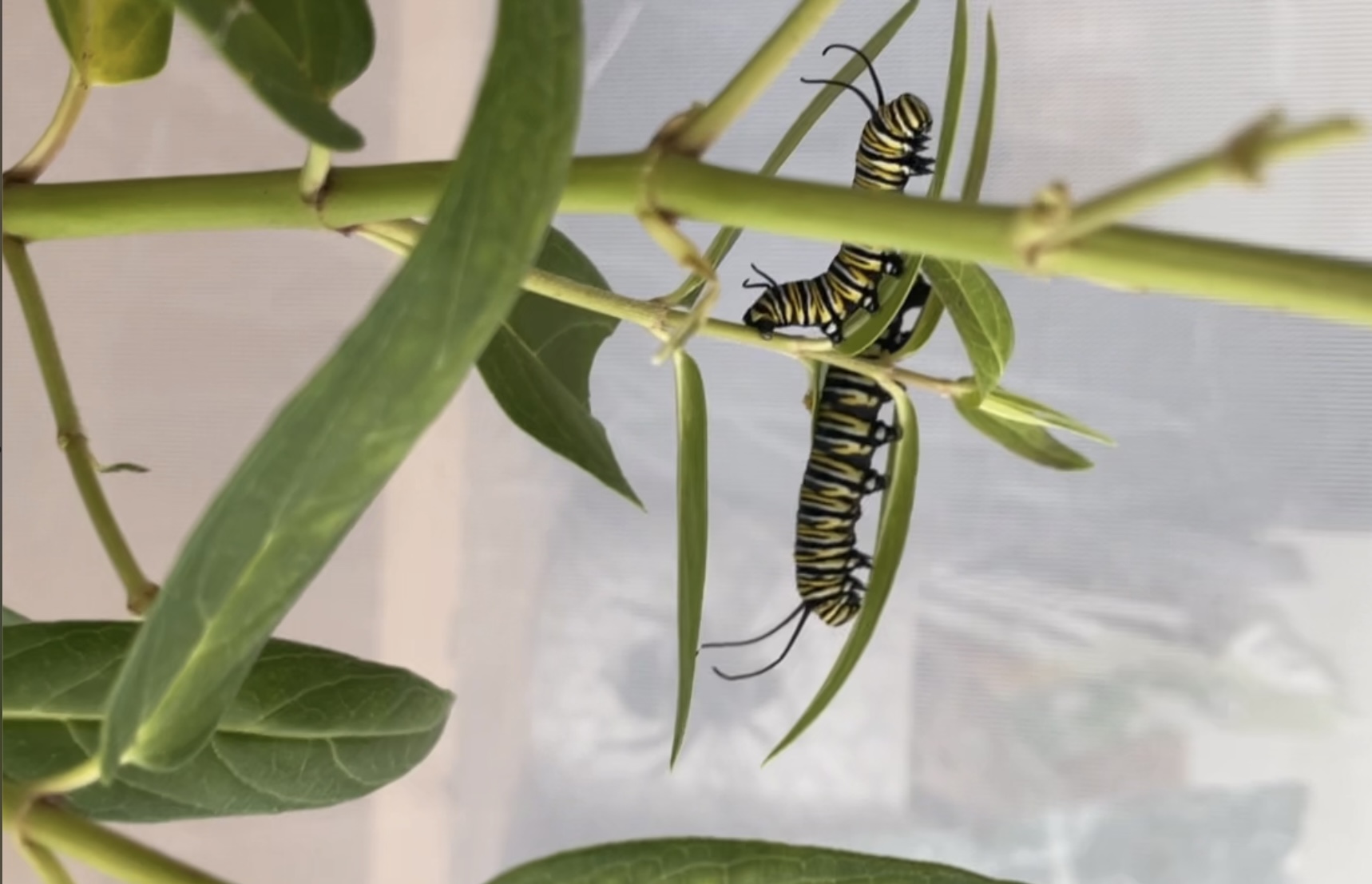 Monarch-caterpillers-on-host-plant-in-ohio