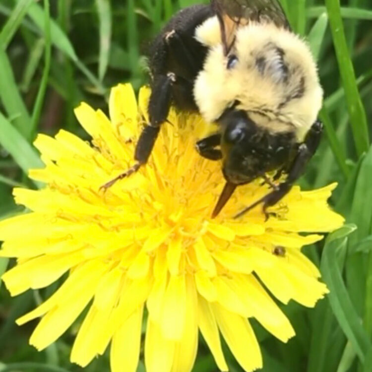 Commom-Eastern-Bumblebee-on-Dandelion-Face-