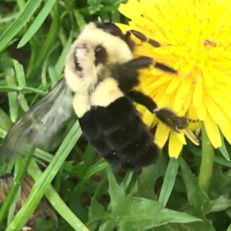 Commom-Eastern-Bumblebee-on-Dandelion