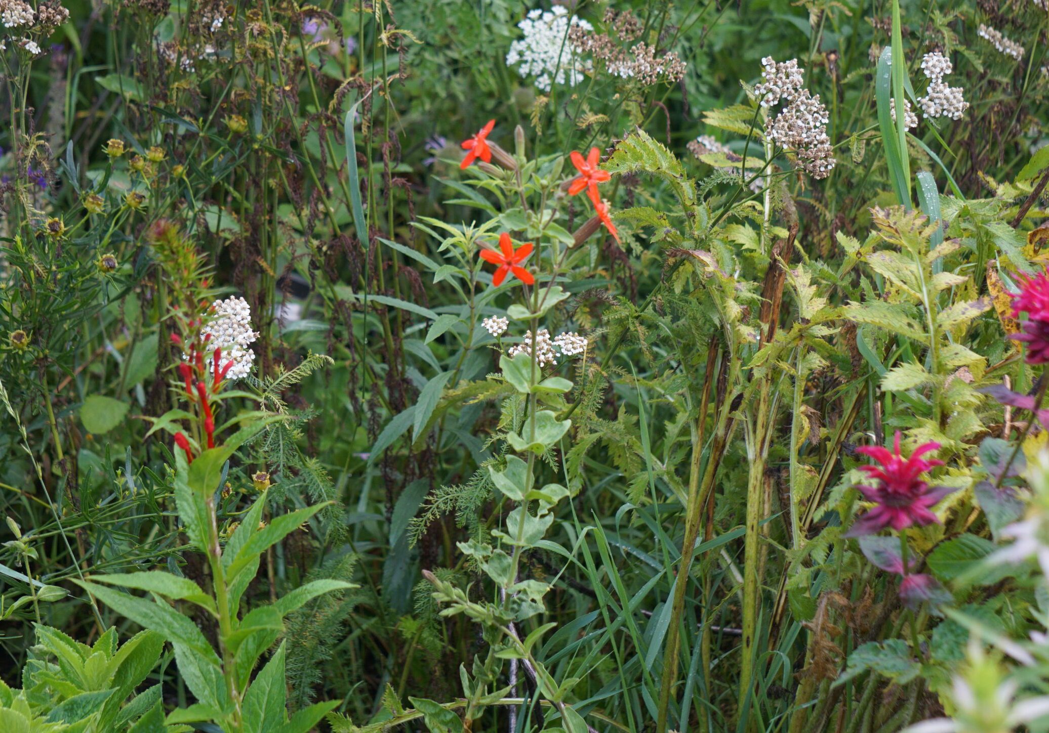 Ohio Native Plants