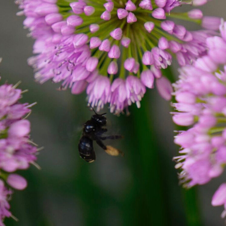 Two-Spotted-Longhorn-bee-flying-to-allium-1